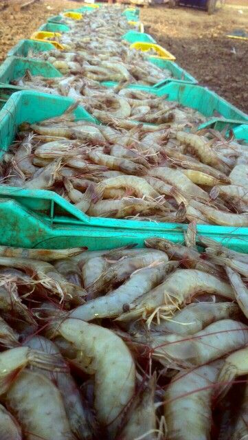 Prawn Farming, Sea food Prawn Farming, Fish Farming, Sea Food, Seafood, Fish, Quick Saves