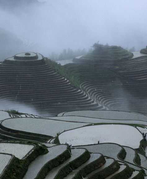 Rice Paddy, Rice Terraces, Beautiful Sights, Round The World, Natural World, Beautiful World, Beautiful Things, The Locals, Terrace