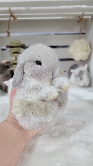 Blue Clover Rabbitry on Instagram: "Charlotte and Mr.Magoo's 3.5 week old holland lops!" Mini Lop Bunny, Bunny Breeds, Adorable Rabbits, Lop Bunnies, Rabbit Stuff, Holland Lop Bunnies, Lop Bunny, Dream Pet, Pet Bunny Rabbits