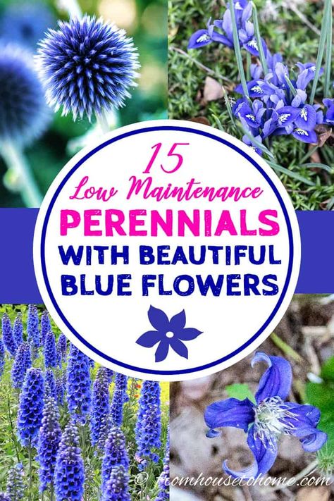 These low maintenance perennials with blue flowers will look provide blooms in your garden in spring, summer and fall. Best of all, after they are planted, they won't require a lot of work! #BlueGardenFlowers #PerennialsWithBlueFlowers #LowMaintenancePerennials #EasyCarePlants Blue Drought Tolerant Plants, Blue Perennial Flowers, Blue Perennials, Low Maintenance Perennials, Part Shade Perennials, Blue Flowering Plants, Easy To Grow Plants, Blue Flowers Garden, Beautiful Blue Flowers