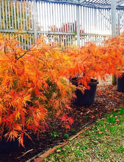 viridis-japanese-maple-fall-color Bloodgood Japanese Maple, Trees For Front Yard, Tree Tags, Japanese Maples, Japanese Maple Tree, Front Patio, Red Maple, Japanese Gardens, Landscape Garden