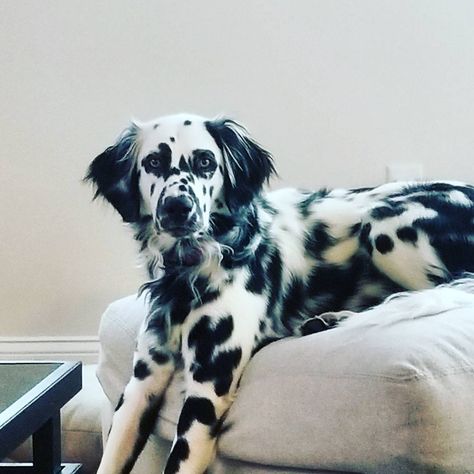 Dalmatian Long Hair, Dalmation Mix Breed, Long Coat Dalmatian, Blue Eyed Dalmatian, Long Haired Dog Breeds, 101 Dalmatians Characters, Fluffy Dalmatian, Dalmatian Mix Breeds, Long Coat Dalmatian Puppy