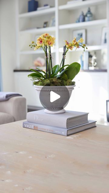 B&C on Instagram: "🌿FLOWER TIP🌿: Did you know that orchid bloom lasts between 8 to 12 weeks? 🙌 With the right amount of water and sunlight, your orchid bloom will live for weeks. Carolina and I ALWAYS have orchid arrangement at home. It is elegant, works for every season and super easy to put together. How to care for them?? Check below: • The proper amount of water: Mini orchids require 1 to 2 ice cubes once a week. Large Orchids 3 ice cubes a week. Never let water pool in the planter • Indirect sunlight: Orchids like to be in indirect light that ranges from medium to bright in intensity. Keep a close eye on your plant to see how it reacts to certain types of light and move it accordingly. • Regulated temperature: during the day, the ideal is between 68 °F and 77 °F; at night, between Mini Orchids, Water Pool, Orchid Arrangements, Indirect Sunlight, Move It, 12 Weeks, Types Of Lighting, Ice Cubes, Potted Plants