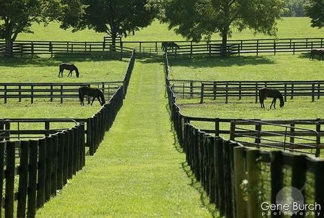 Paddock Fencing, Black Fencing, Horse Farm Layout, Horse Pasture, Horses Grazing, Horse Farm Ideas, Horse Paddock, Rural Property, Horse Barn Ideas Stables