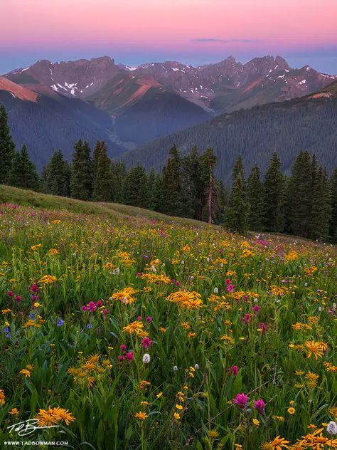 San Juan Wildflowers | San Juan Wilderness, Colorado | Colorado Mountain Photos by Tad Bowman Colorado Wallpaper Iphone, Colorado Mountains Wallpaper, Colorado Landscape Photography, Wildflowers Of Colorado, Colorado Flowers, San Juan Mountains Colorado, Mountains Colorado, Waterfall Pictures, San Juan Mountains