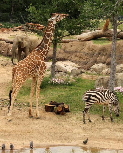 Zebra Habitat, Giraffe Habitat, Zoo Enclosures, Veterinary Technician Week, Zoo Inspiration, Zoo Giraffe, Habitats Projects, Dallas Zoo, Zoo Architecture