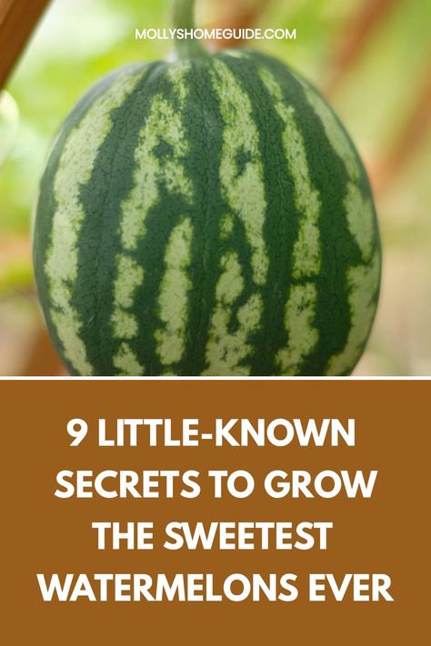 Discover the best tips on how to grow watermelon in raised beds with our comprehensive guide. From selecting the right varieties to proper watering and fertilizing techniques, you'll learn everything you need for a successful watermelon harvest. Whether you're a beginner or seasoned gardener, growing watermelon in raised beds can be a rewarding experience. Follow our step-by-step instructions and enjoy sweet and juicy homegrown watermelons all summer long! Growing Watermelon In Raised Beds, Growing Watermelon, Grow Watermelon, How To Grow Watermelon, Cucumber Beetles, Organic Pest Control, Insecticidal Soap, Sweet Watermelon, Timing Is Everything