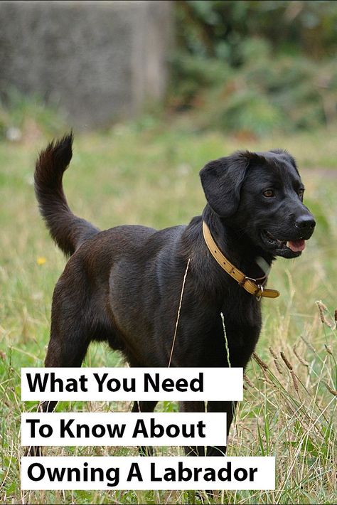 Labrador Retriever Facts, Labrador Retriever Training, Labrador Puppies, Chocolate Labrador Retriever, Yellow Labrador Retriever, Black Labrador Retriever, Black Lab Puppies, Lab Dogs, Labrador Retriever Puppies