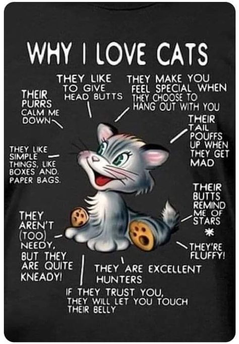 Cats Happy, Cat Heaven, 3 Cats, I Love Cats, Kitty Stuff, Cat People, Cat Facts, Cat Quotes, Cat Accessories