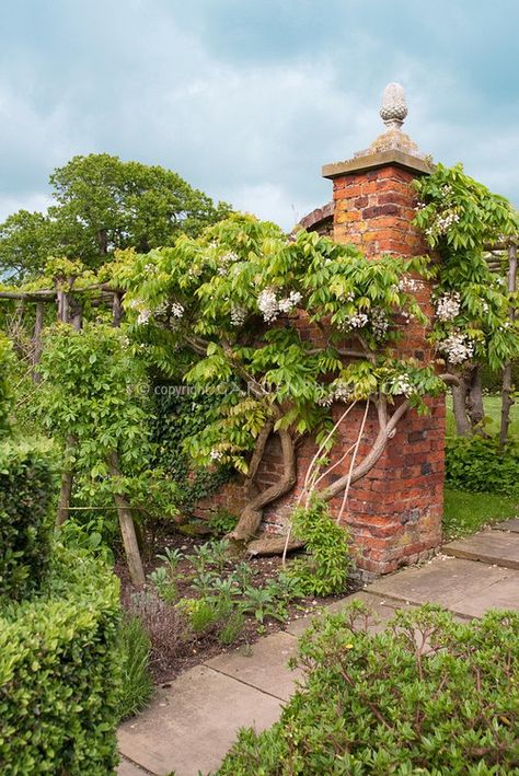 Wisteria venusta climbing vine twisting stems on old brick wall in spring flower with blue sky and clouds in lovely old garden with path walkway Old Garden, Old Brick Wall, Walkways Paths, Brick Garden, Garden Vines, Outdoor Set, Flower Stock, Set Ideas, Climbing Vines