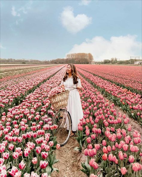 Want to learn how to find beautiful tulip fields in the Netherlands to take photos in? Here are my best tips after living in Amsterdam for five years. Visit these beautiful flowers in the Netherlands today! Tulip Fields Netherlands, Amsterdam Tulips, Dutch Tulip, Living In Amsterdam, Color Fields, Netherlands Travel, Tulip Fields, Amsterdam Travel, Europe Travel Tips