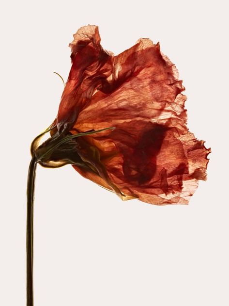 Dried Poppy, Vogue Japan, Poppy Seed, Personal Website, Poppy Flower, Purple Fashion, Travel And Leisure, Still Life Photography, Visual Design