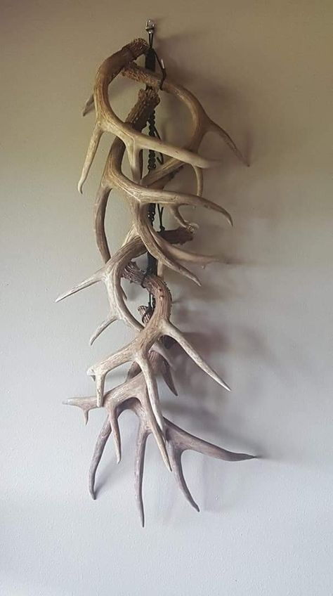 Displaying Antler Sheds, Shed Antler Display Ideas Deer, Deer Shed Display, Shed Antler Display Ideas, Antler Shed Ideas, Deer Antler Decor Ideas, Diy Antler Projects, Antler Display Ideas, Hunting Decorations