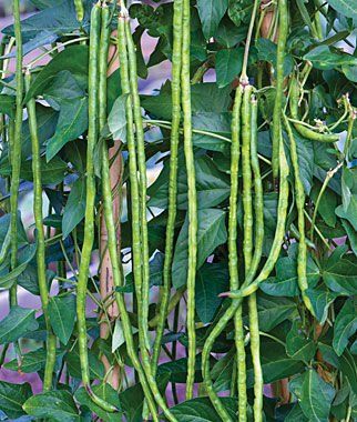 How to Plant Asparagus Beans: From Seed to Harvest How To Plant Asparagus, Plant Asparagus, Green Bean Seeds, Beans Seeds, Sunny Funny, Growing Green Beans, Growing Beans, Long Beans, Asparagus Plant