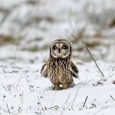 Snow Owl, Owl Photos, Owl Pictures, Beautiful Owl, Owl Lovers, Baby Owls, Owl Art, Cute Animal Pictures, Cute Owl