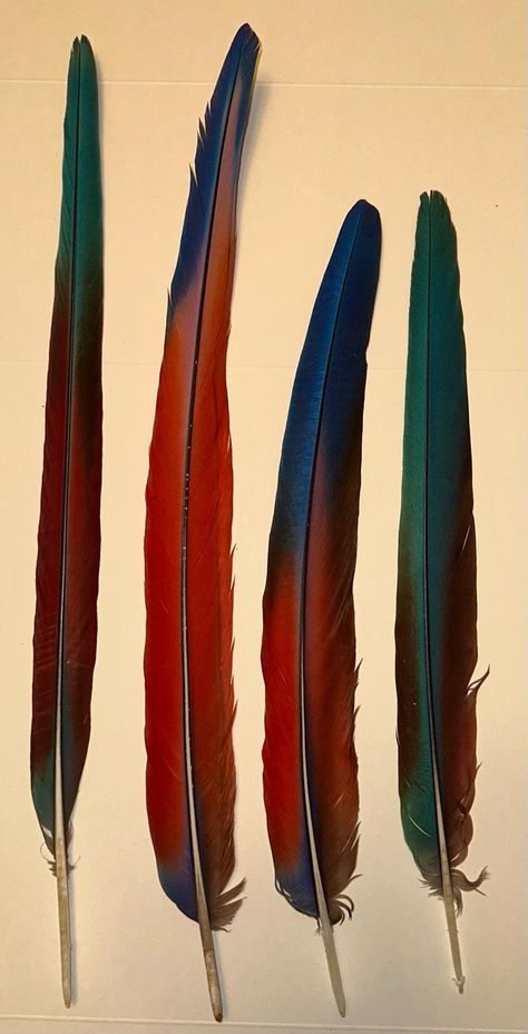 Ombre Feathers, Set of 4  Iridescent Scarlet Macaw Long Tail Feather SetRare. Naturally Moulted, Ethically Sourced From our own Parrots. Big Sketchbook, Aztec Headdress, Macaw Feathers, Feather Collection, Parrot Feather, Scarlet Macaw, Inktober 2024, Visual Library, Gold Digger