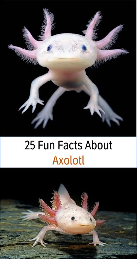 Over 25 amazing fun facts about Axolotl, 25 fun facts about Axolotl for kids, plus learn more about where they live, what they eat, what they do, and so much more! #funfacts #axolotl What Axolotl Are You, Axolotl Photo, Axolotl Cupcakes, Real Axolotl, Axolotl Names, Axolotl Habitat, Axolotl Tank Ideas, Axolotl Facts, Axolotl Pictures