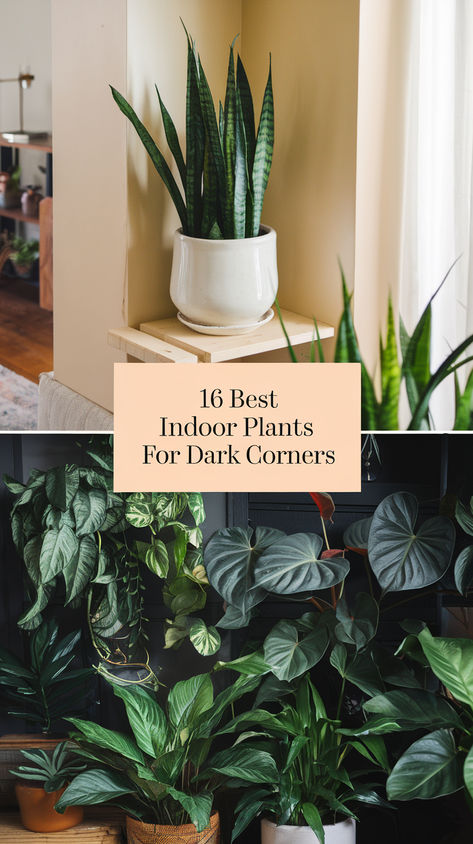 Explore tall indoor floor plants that add style and greenery to low-light rooms. Indoor Floor Plants, Big Indoor Plants, Tall Indoor Plants, Indoor Plants Low Light, Dark Rooms, Floor Plants, Best Indoor Plants, Low Light Plants, Spider Plants