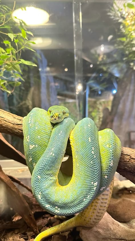 #snake #python #green #aesthetic Green Ball Python, Pet Reptiles Aesthetic, Herpetologist Aesthetic, Herpetology Aesthetic, Green Snake Aesthetic, Snake In Forest, Reptiles Aesthetic, Green Tree Snake, Crochet Lizard