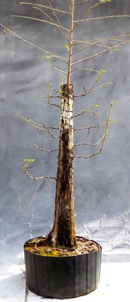 Cypress3-6-22-1 Bald Cypress Tree, Tough Style, Bald Cypress, Bonsai Ideas, Bonsai Pots, Carving Tools, Glass Vase, Trees, Carving