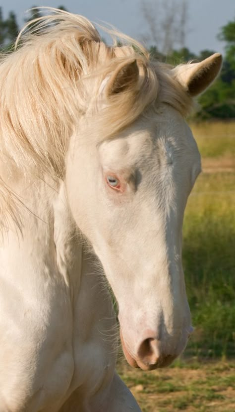 Lusitano filly - named, DEM Cremebrule Albino Horse, Lusitano Horse, Horse Lessons, Albino Animals, Riding Horse, Most Beautiful Horses, All The Pretty Horses, White Horses, Horse Coloring