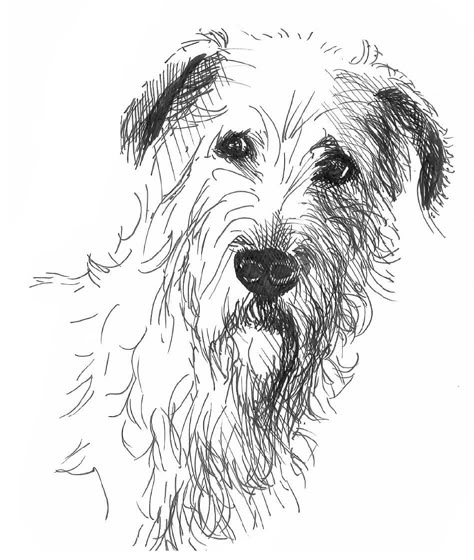 Irish Wolfhound Drawing, Irish Dog Breeds, Borzoi Art, Irish Wolfhounds, Irish Wolfhound, Animal Drawing, Dog Paintings, Dog Portraits, Mosaic Art