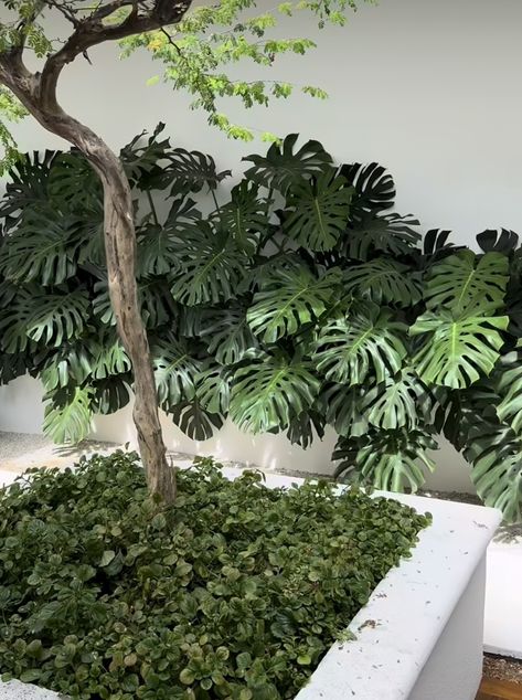 Monstera Landscape, Garden Exterior, Vertical Garden Plants, Pool Plants, Tropical Landscape Design, Terrarium Diy, Monstera Deliciosa, Tropical Landscaping, Diy Planters