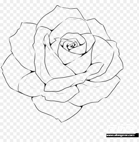 Sketch Rose, Drawn Roses, Drawing Rose, Rose Drawing Simple Sketch, Drawing Roses, Rose Line Drawing, Rose Draw, Rose Flower Drawing, Closed Rose Drawing