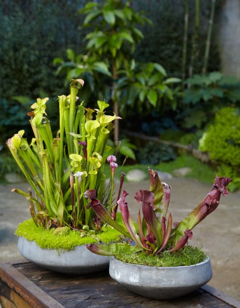 Carnivorous plants-Tall pitcher plants GreenHaven Carnivorous Plants Terrarium, Container Water Gardens, Bog Plants, Bog Garden, Pitcher Plant, Unusual Plants, Garden Containers, Carnivorous Plants, Exotic Plants