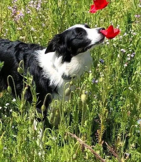 Here are 23 proofs that the Border Collie is the worst family dog. Please try to be serious and don’t smile😉! Collie Puppies, Border Collie Mix, Border Collie Puppies, Collie Mix, Labrador Retriever Puppies, Border Collie Dog, Yorkshire Terrier Puppies, Australian Shepherds, Pugs Funny