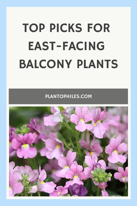 Discover the best plants to brighten up your East-facing balcony! 🌿 Whether you're a beginner or seasoned gardener, these plants are perfect for bringing life to your space. From colorful flowers to lush greenery, these recommended plants thrive in the limited sunlight of an East-facing balcony. Enjoy a beautiful outdoor oasis with minimal effort and maximum impact. Elevate your balcony decor with these stunning plant options - perfect for creating a cozy retreat right at home. East Facing Garden, Types Of Houseplants, Weeds In Lawn, Balcony Plants, Best Plants, Plant Diseases, Herbaceous Perennials, Fragrant Flowers, Lush Greenery