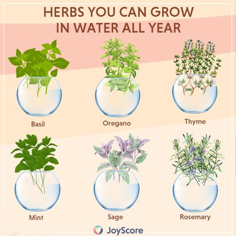 Herbs To Plant Together Indoors, Herbs Inside The House, How To Plant Herbs Indoors, Herb Garden In Kitchen Ideas, Diy Water Plants, Herbs Growing In Kitchen, Grow In Water Plants, Mason Jar Gardening, Mason Jar Garden Ideas