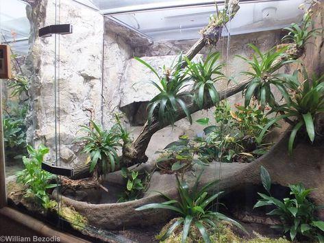 Snake Exhibit, Gecko Vivarium, Reptile Zoo, Snake Terrarium, Snake Enclosure, Rat Snake, Snake Tank, Reptile Tank, Tropical Background