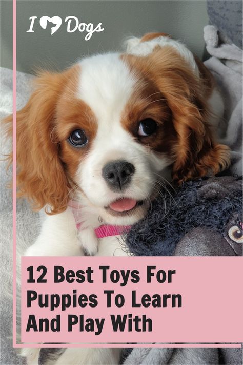 Best Toys For Puppies, Toys For Puppies, Puppy Needs, Puppy Puzzle, Puppy Toys, Cute Corgi Puppy, Learn And Play, Puppy Chewing, Best Puppies