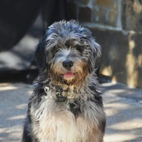 Black and White Bernedoodle Black Bernedoodle, Doodle Dogs, Bernedoodle Puppy, Central Illinois, Goldendoodle Puppy, Doodle Dog, Contact Form, Goldendoodle, Illinois