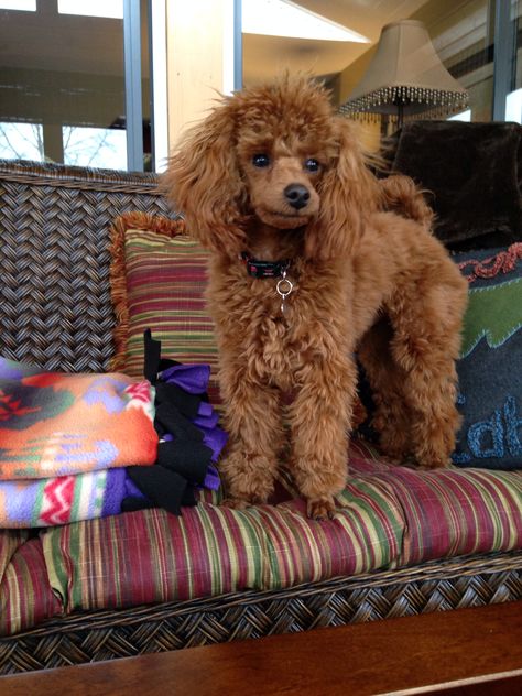 Leo - Red Miniature Poodle, 8 months Red Miniature Poodle, Hope Your Doing Well, Toy Poodle Red, Red Toy Poodle, Toy Poodle Haircut, Poodle Haircuts, Miniature Poodles, Toy Poodle Puppy, Poodle Hair