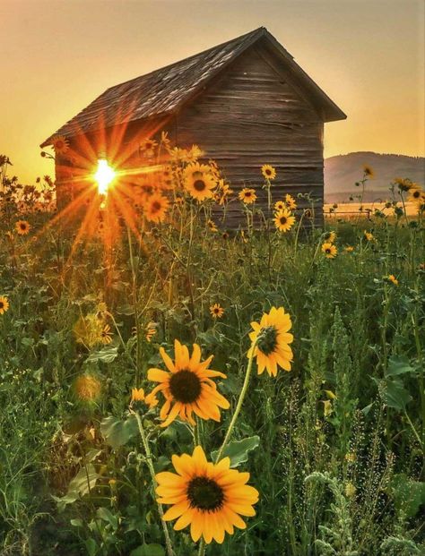 Forest Fae, Sunflower Cottage, Unique Homes, Daily Inspiration, Country House, Places To Travel, Fairy Tales, Sunflower, Cottage