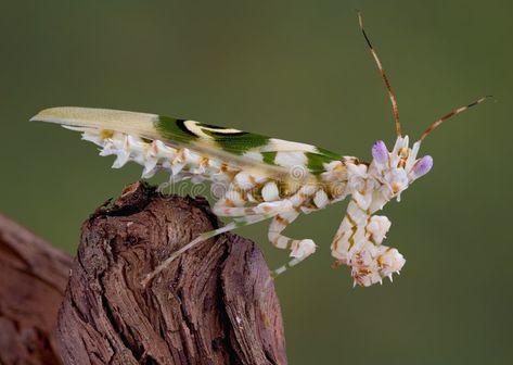 Spiny Flower Mantis, Flower Mantis, Insect Species, Fauna Marina, Cool Bugs, A Bug's Life, Praying Mantis, Beautiful Bugs, Creepy Crawlies