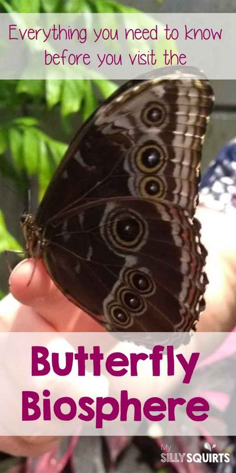 Butterfly Biosphere: A must see at Thanksgiving Point Thanksgiving Point Utah, Butterfly Biosphere, Usa Trip, Summer Plans, Spring Trip, Usa Travel, Travel Usa, Fun Activities, See It