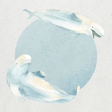 Watercolor painted beluga whale in watercolor banner vector | premium image by rawpixel.com / Niwat Beluga Whale Painting, Whale Underwater, Watercolor Banner, Ocean Mammals, Mystic Aquarium, Minke Whale, Good Illustration, Shark Boy, Underwater Plants