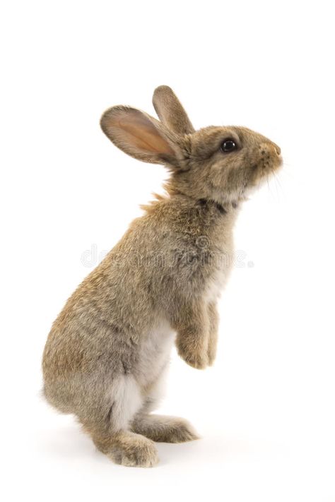 Adorable rabbit isolated on white. Adorable rabbit isolated on a white backgroun , #AFF, #rabbit, #Adorable, #isolated, #background, #white #ad Hare Watercolour, Rabbit Jumping, Wild Bunny, Bunny Sketches, Rabbit Pictures, Wild Rabbit, Bunny Drawing, Cute Small Animals, Cute Hamsters