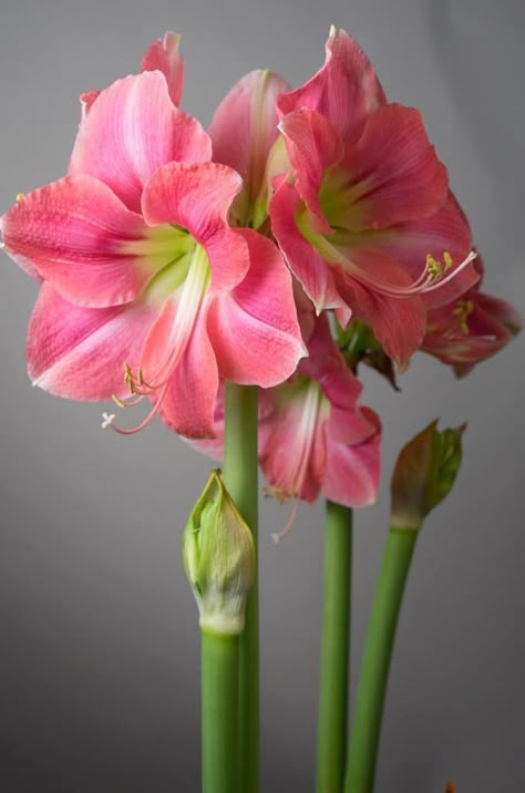 Amaryllis Bulbs | Item # 7074 Rosalie | For Sale - Colorblends® Amaryllis Plant, Anthurium Flower, Amaryllis Flowers, Amaryllis Bulbs, Lily Plants, Flower Meanings, Flower Care, Winter Flowers, Acrylic Flowers