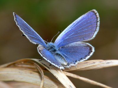 Animal - Butterfly Wallpaper Photo Papillon, Butterfly Family, Blue Butterfly Wallpaper, Papillon Butterfly, Butterfly Species, Butterfly Photos, Extinct Animals, Butterfly Wallpaper, Butterfly Garden