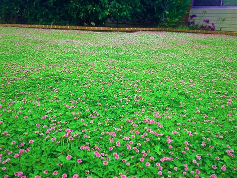 Wonderful kurapia pink installation Pink Installation, Cal Poly Pomona, Plant Pathology, Erosion Control, Plant List, Water Lighting, Water Conservation, Sell Online, Ground Cover