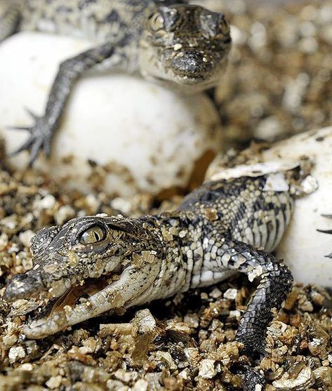 Crocodile Eggs, Fishing Spears, Reptile Room, Sneaker Posters, Wildlife Pictures, Animal Groups, Wildlife Park, Animal Crackers, Crocodiles