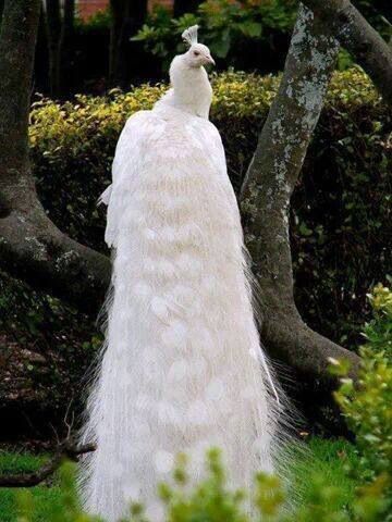 White Peacock, can fly???? Albino Peacock, Peacock Photos, Peacock Pictures, Albino Animals, White Peacock, Peacock Bird, Pretty Birds, Jolie Photo, Colorful Birds