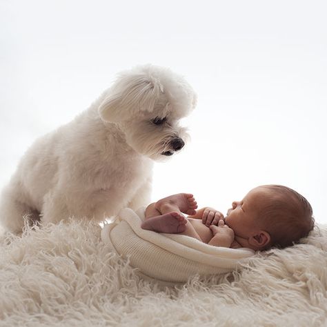 Newborn Baby and Dog Photography Guide 4 Baby And Dog Photography, Watch Photoshoot, Home Newborn Pictures, Newborn And Dog, Baby And Dog, Newborn Christmas Photos, Baby Boy Newborn Pictures, Newborn Photography Boy, Baby Pictures Newborn