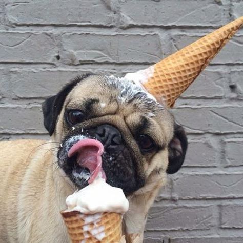 PetsLady's Pick: Funny Ice Cream Pug Of The Day...see more at PetsLady.com -The FUN site for Animal Lovers Anjing Pug, Doug The Pug, Baby Pugs, Pug Pictures, A Pug, Pug Puppies, Pugs Funny, Cute Pugs, Pug Love