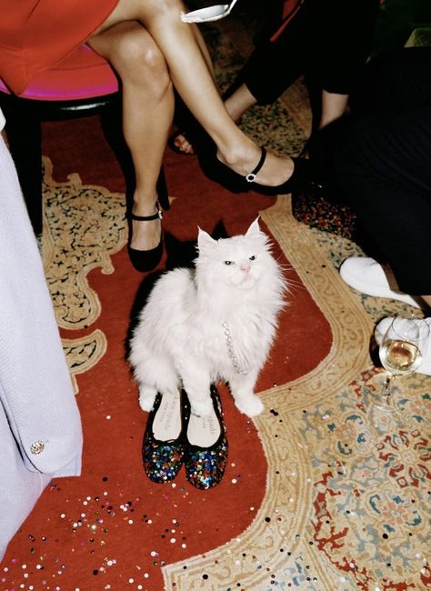 Shotting Photo, Photographie Portrait Inspiration, Monica Bellucci, Photography Inspo, Sabrina Carpenter, White Cat, Holiday Collection, Kate Spade New York, Photography Inspiration