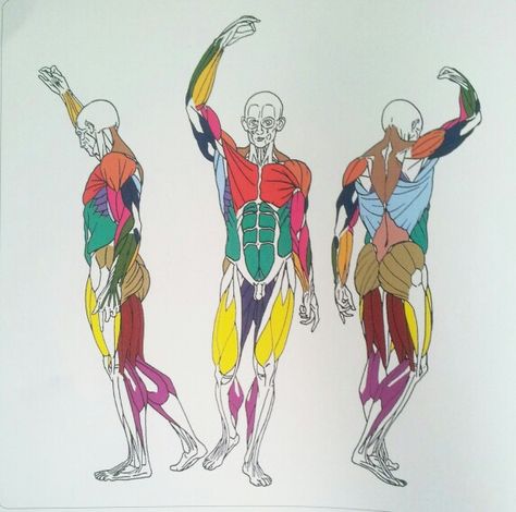 Body Muscle Groups Human Skeleton Anatomy, Anatomy Images, Perspective Drawing Lessons, Human Anatomy Drawing, Human Figure Drawing, Human Anatomy Art, Comic Book Artwork, Anatomy Poses, Anatomy For Artists